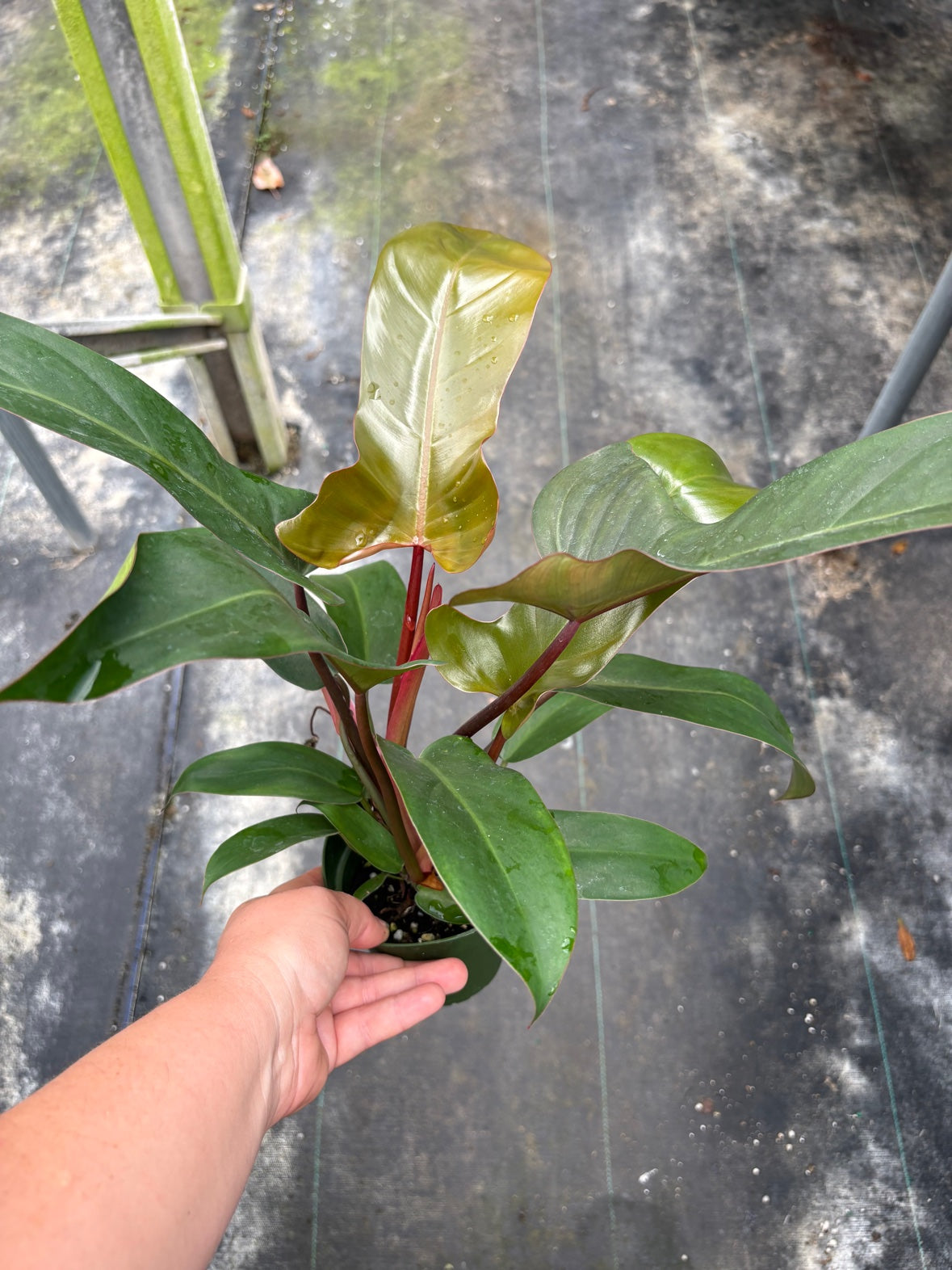 Florida Bronze Philodendron