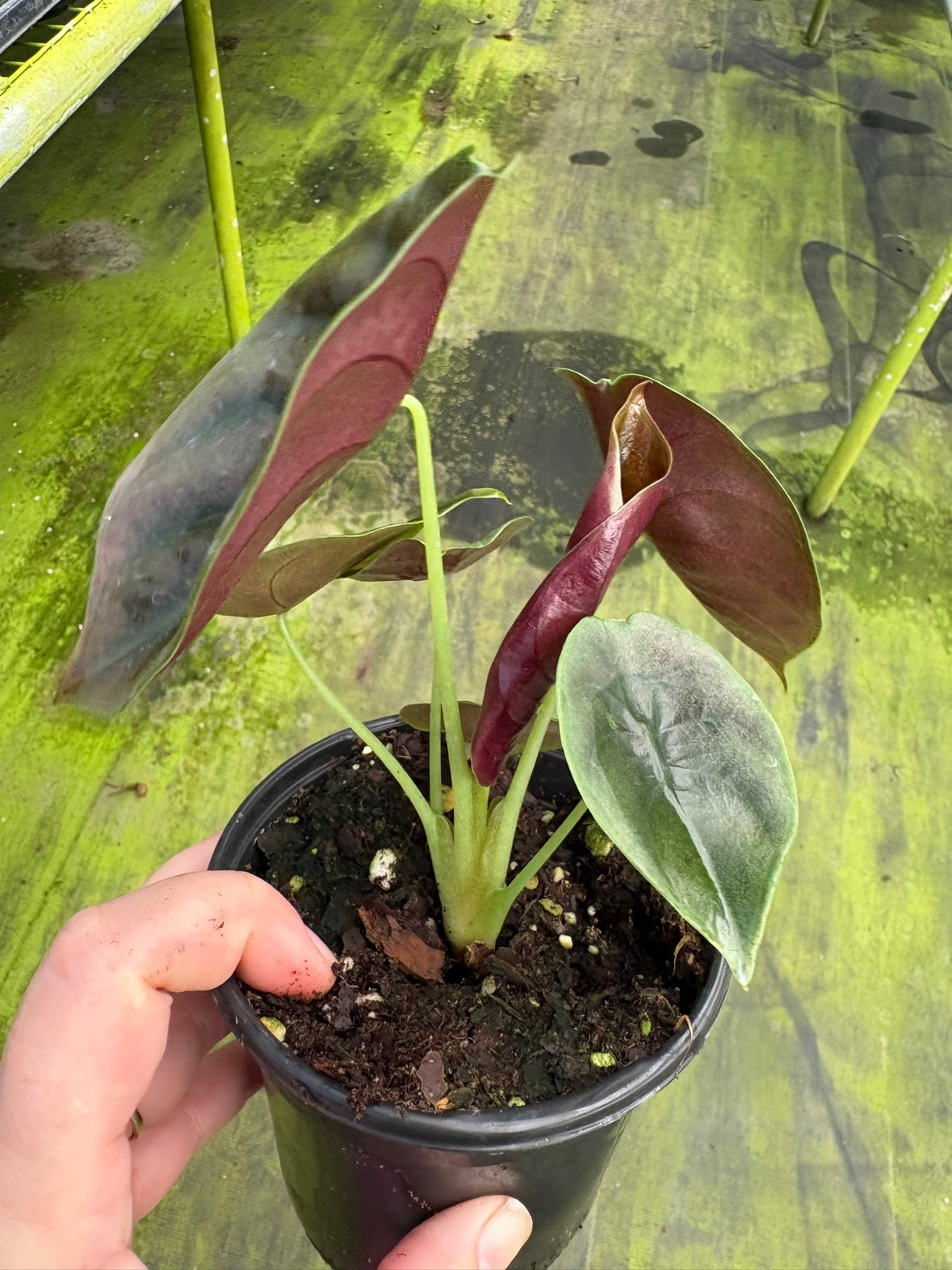 Alocasia Cuprea
