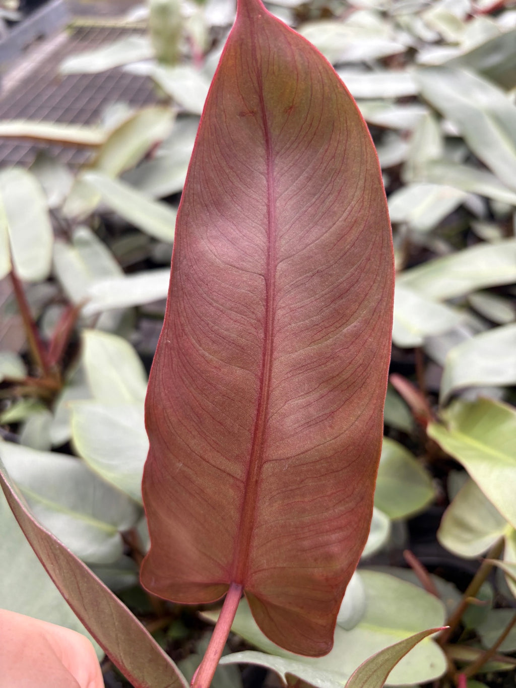Philodendron Atabapoense