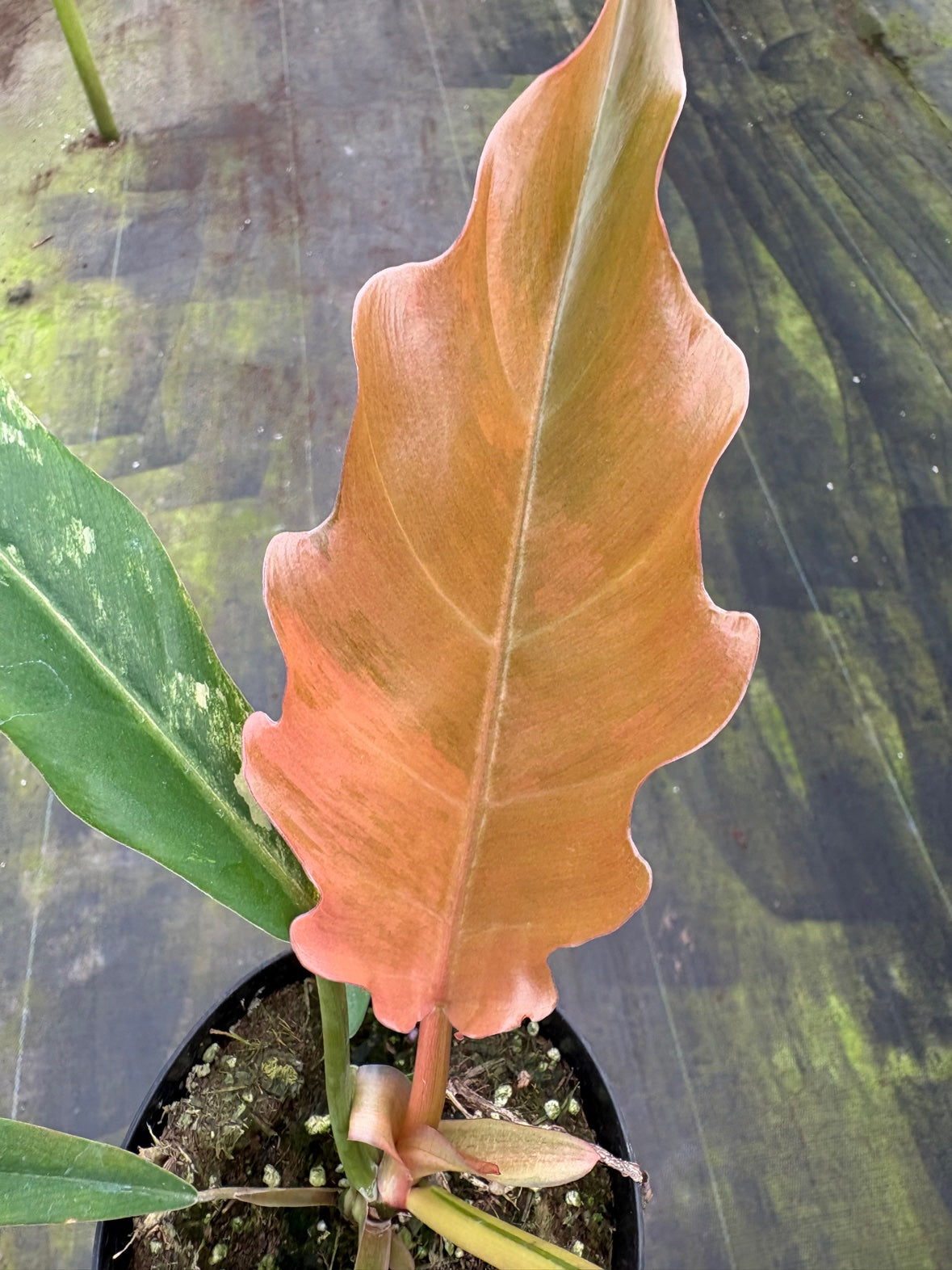 Caramel Marble Philodendron