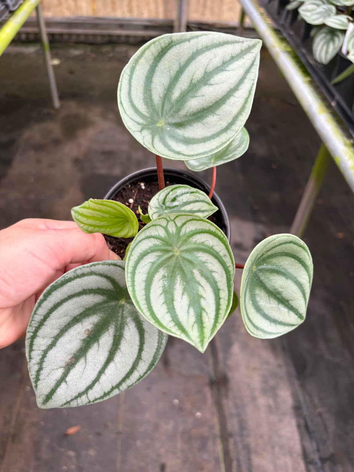 Watermelon Peperomia