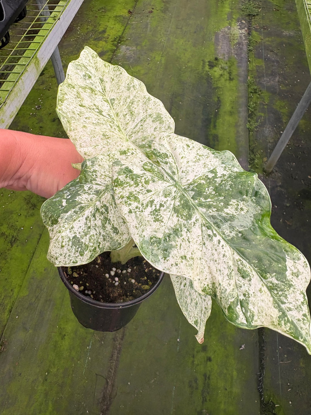 Alocasia Odora Batik