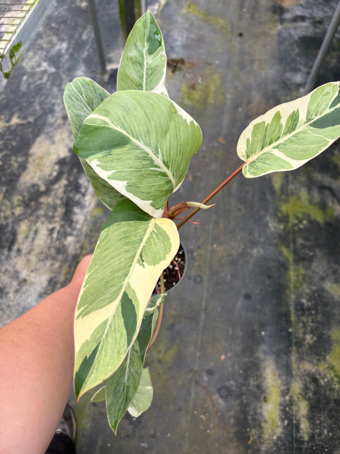 Philodendron Shady Lady