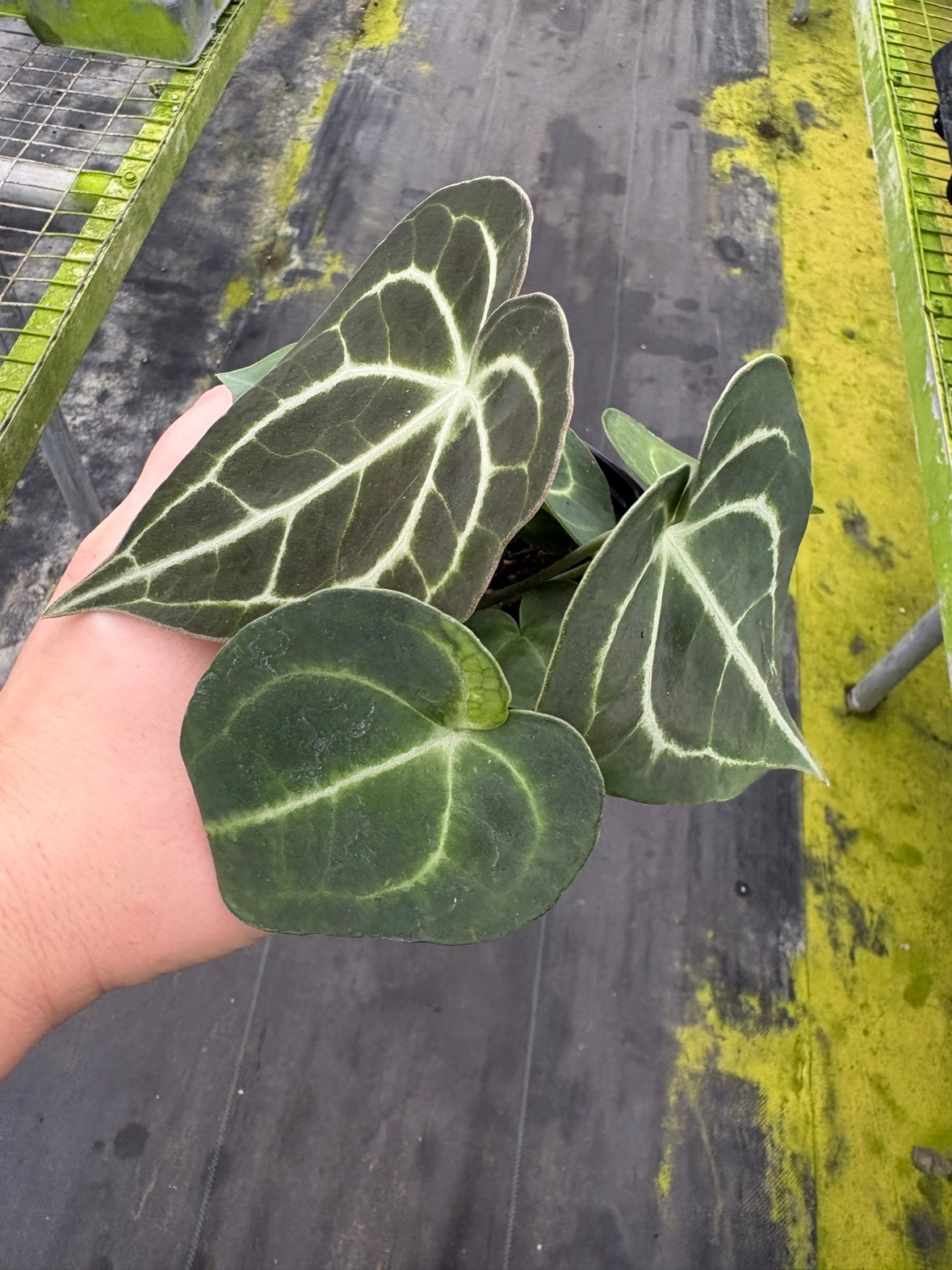 Anthurium Clarinervium
