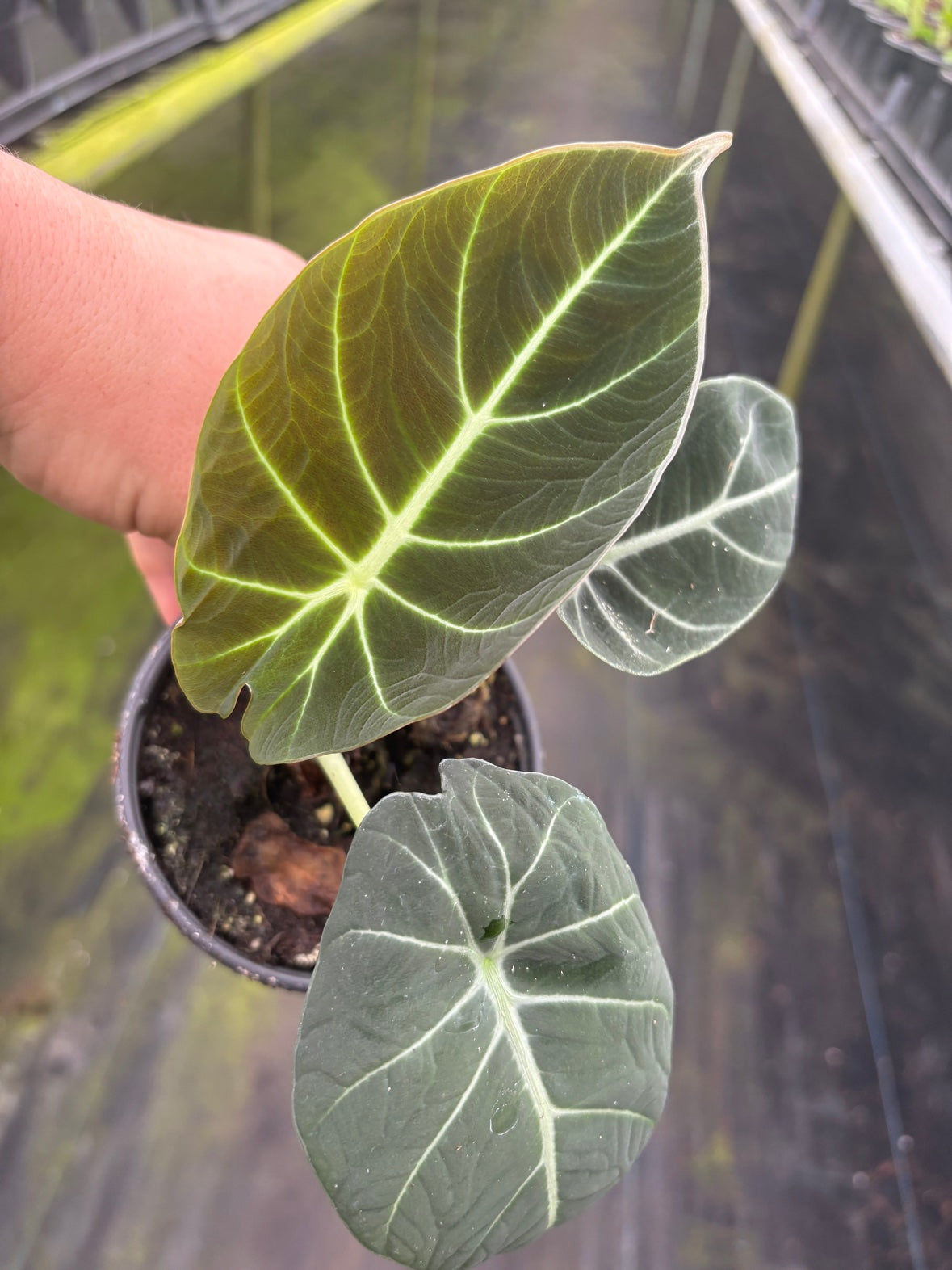 Alocasia Black Velvet