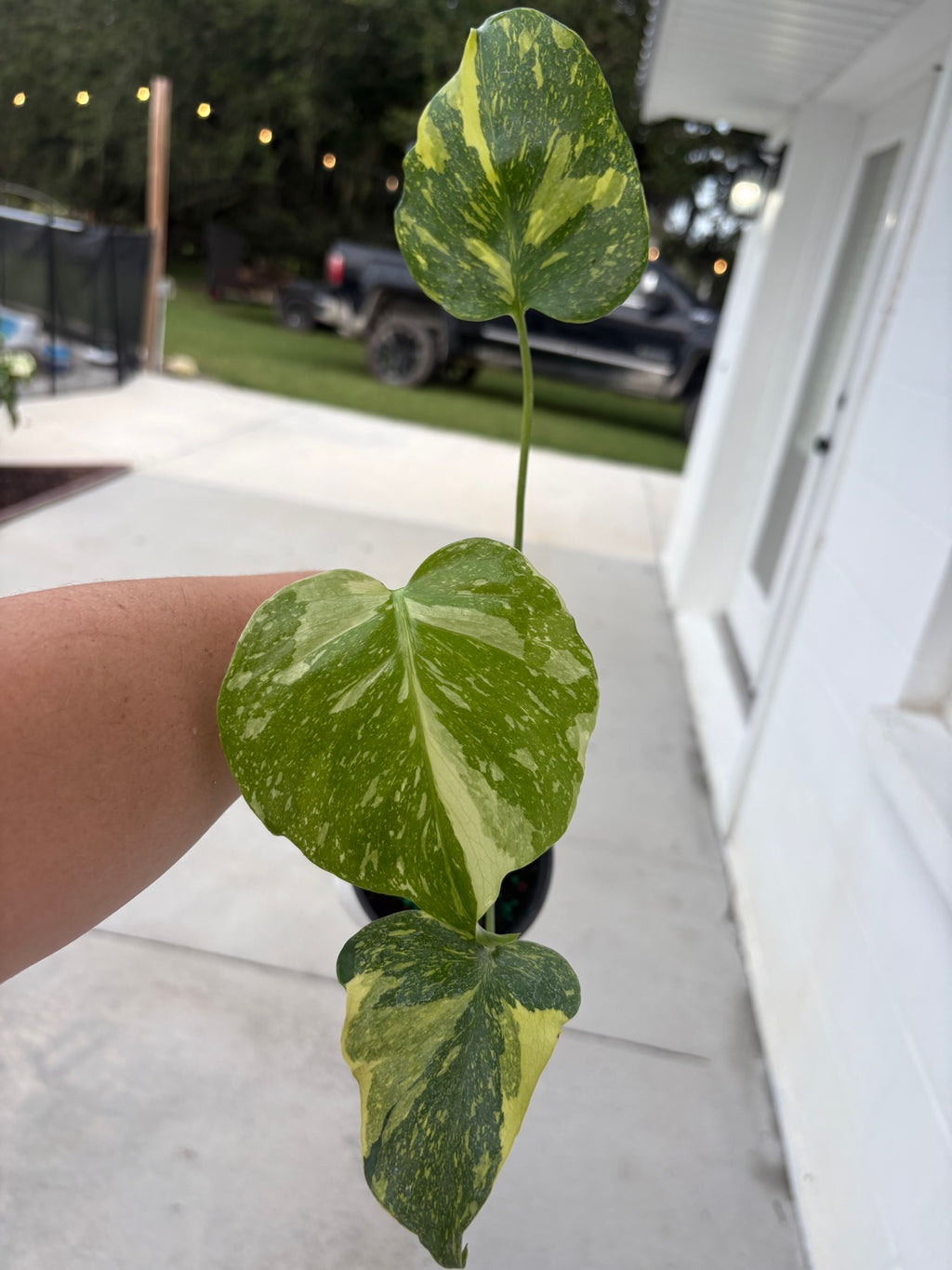 Monstera Electrolyte