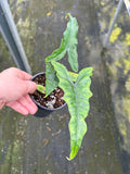 Alocasia Sabrina