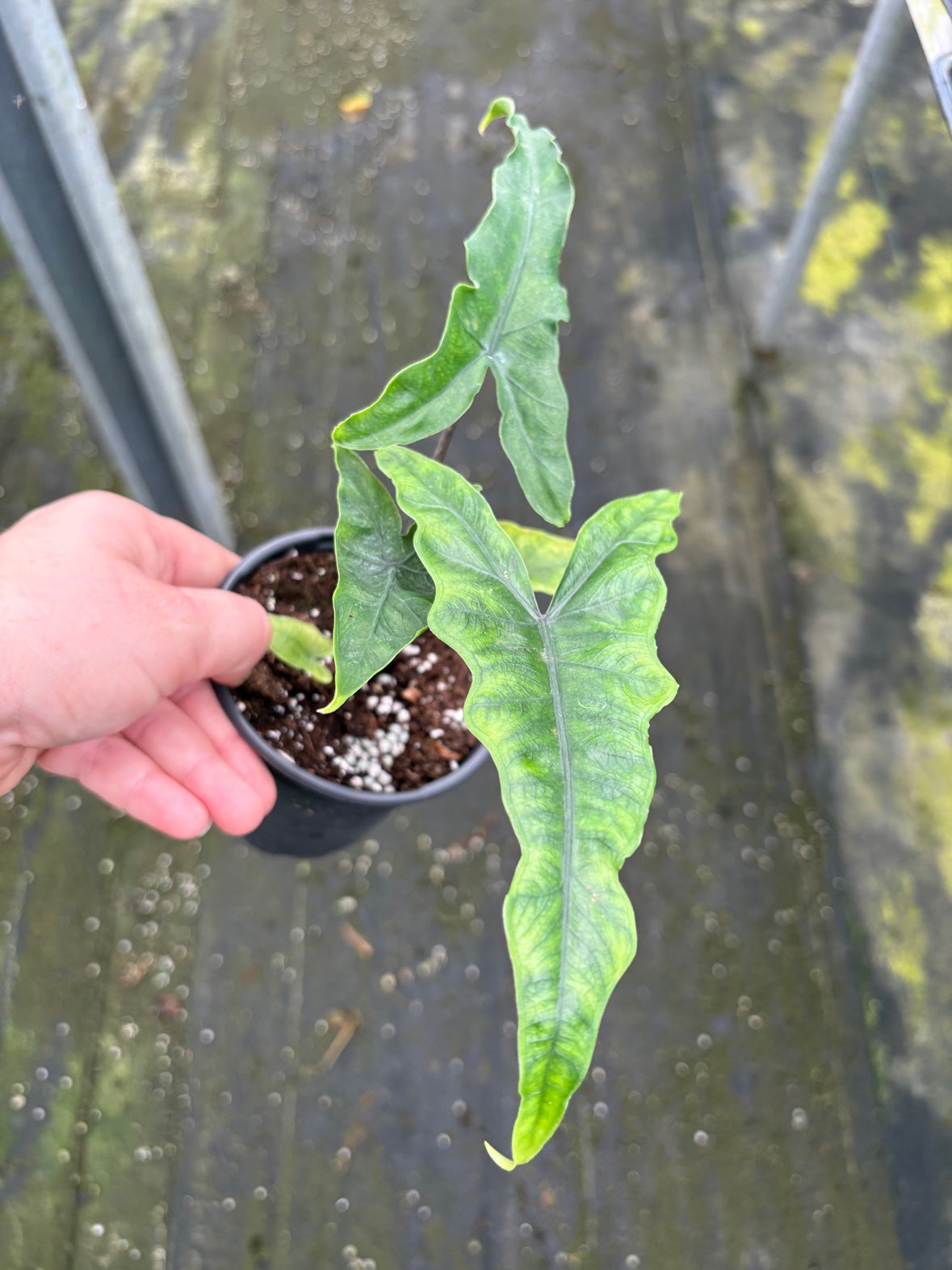 Alocasia Sabrina