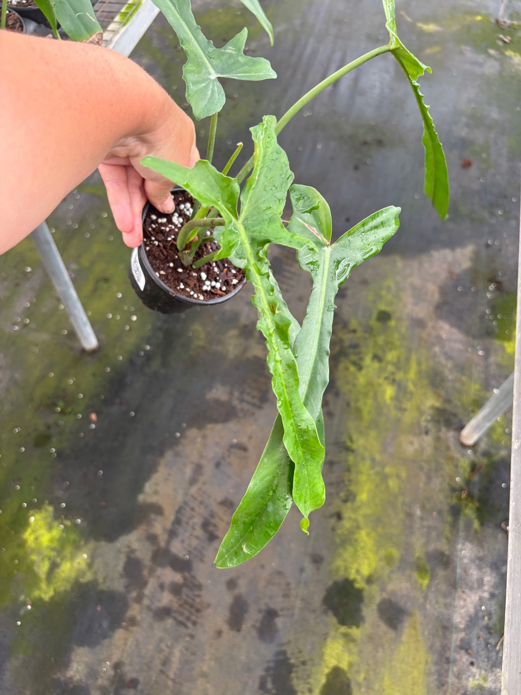 Philodendron Belle Isle