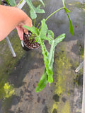 Philodendron Belle Isle