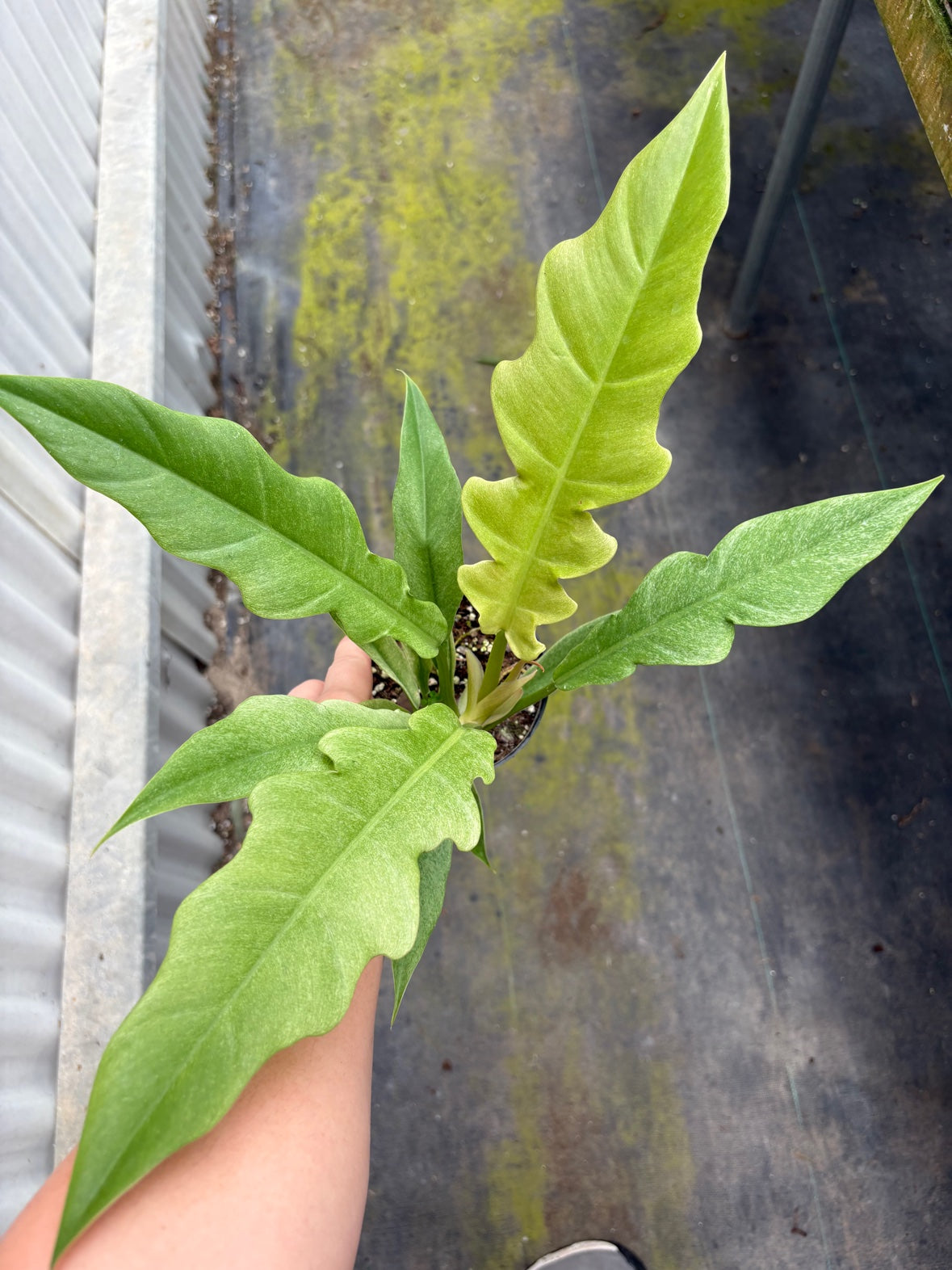 Ring of Fire Mint Philodendron
