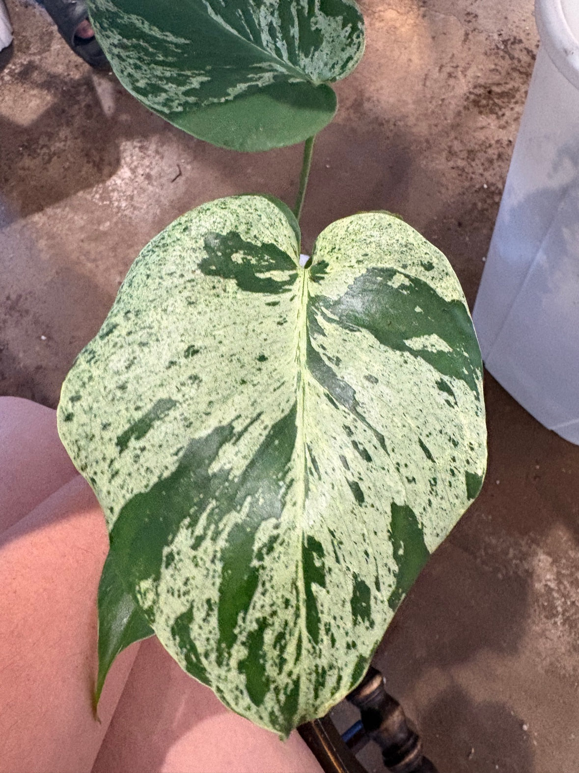 Monstera Bulbasaur