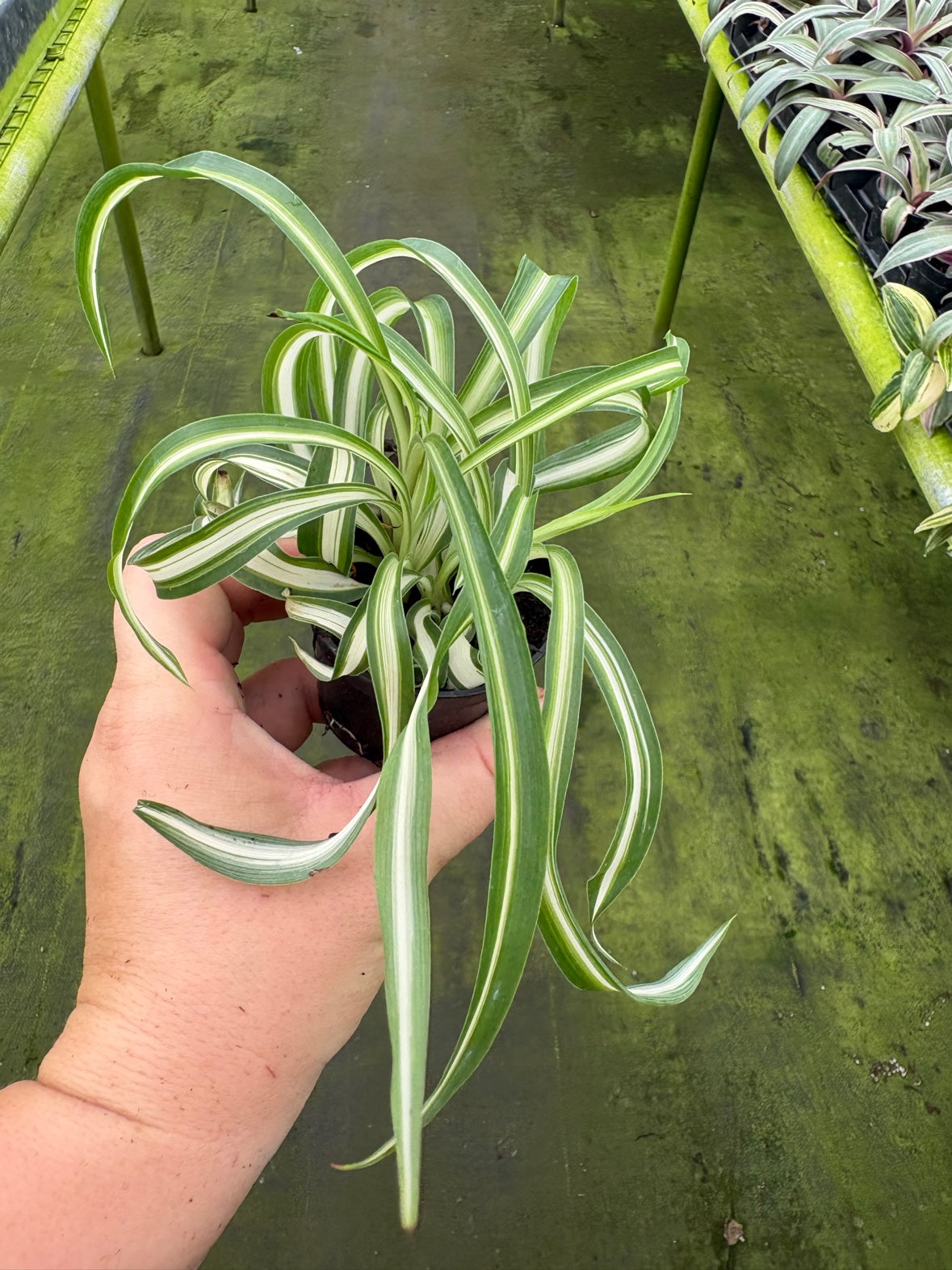 Curly Spider