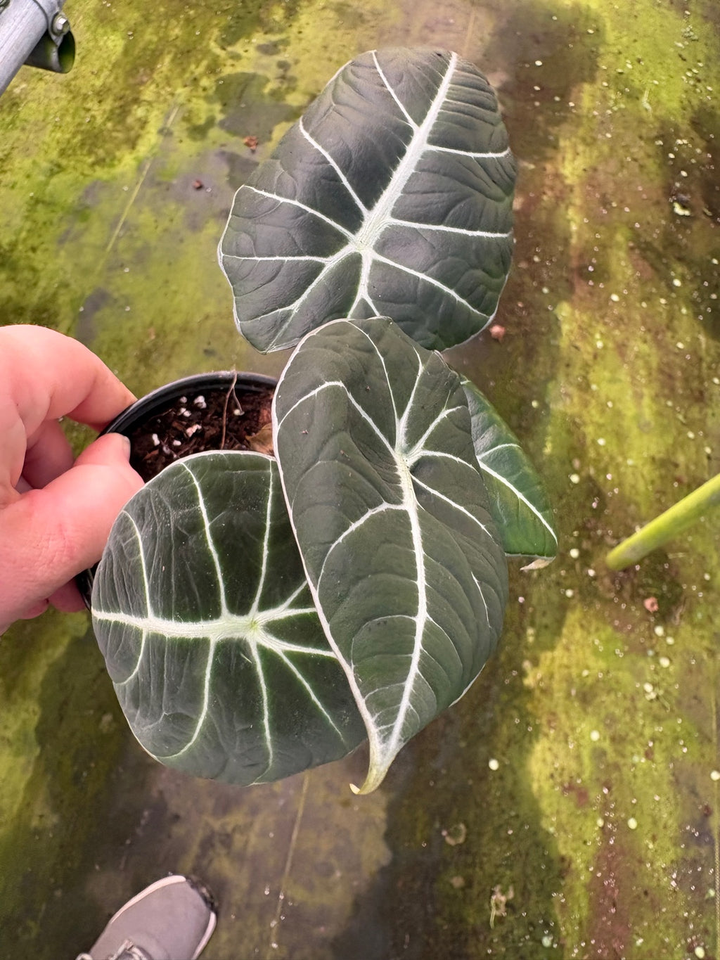 Alocasia Black Velvet