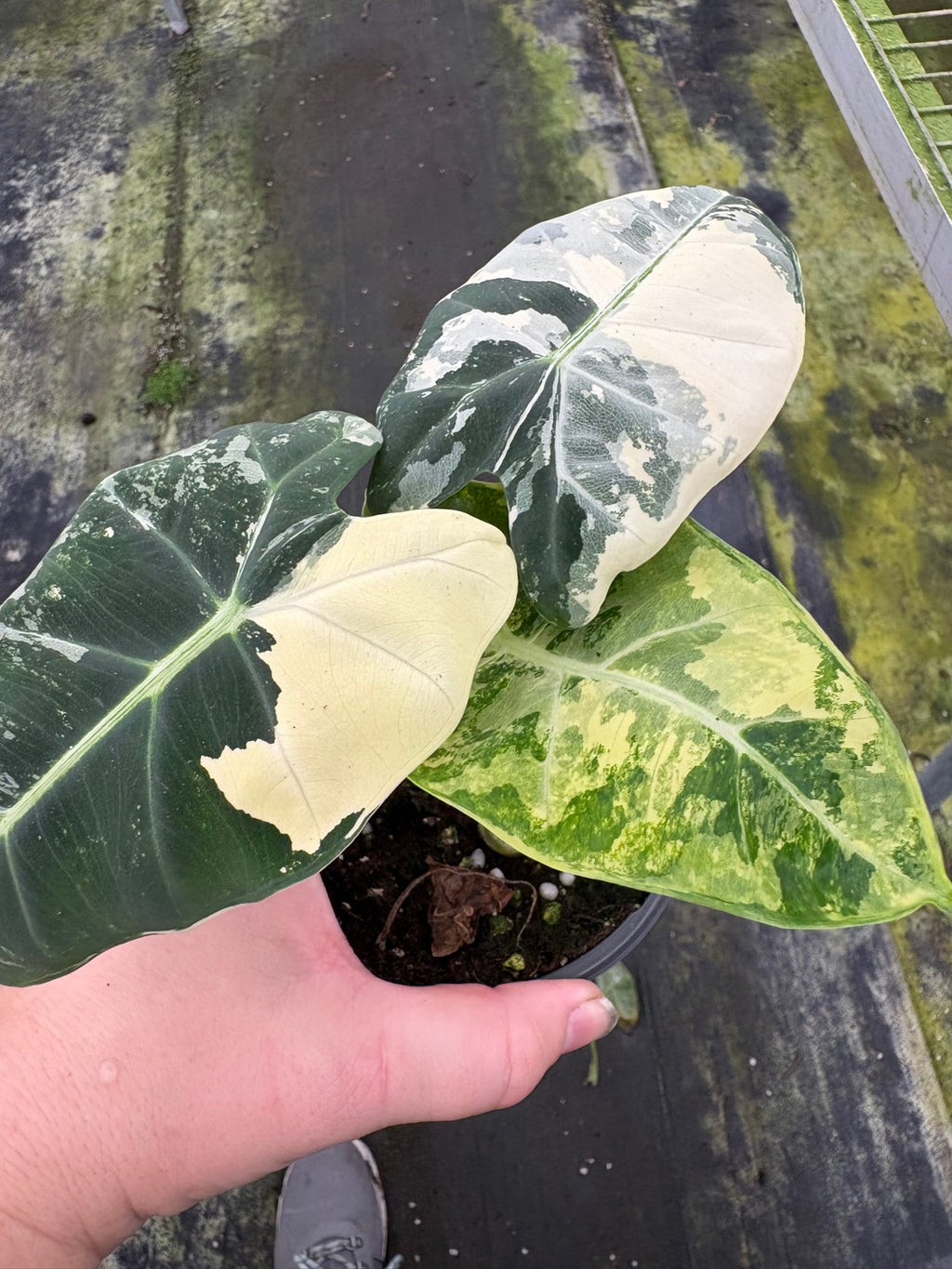 Variegated Alocasia Frydek