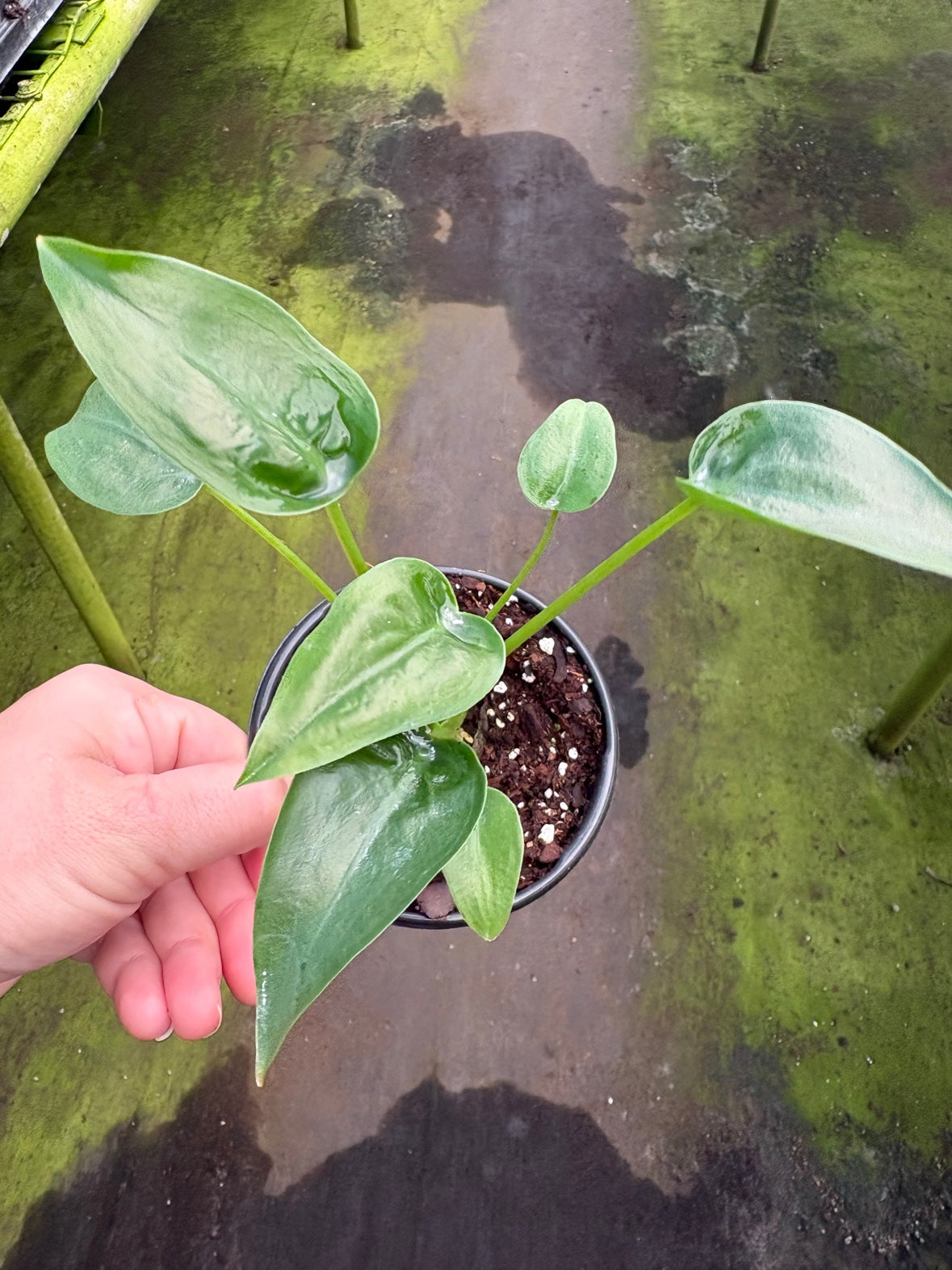 Alocasia Tiny Dancer