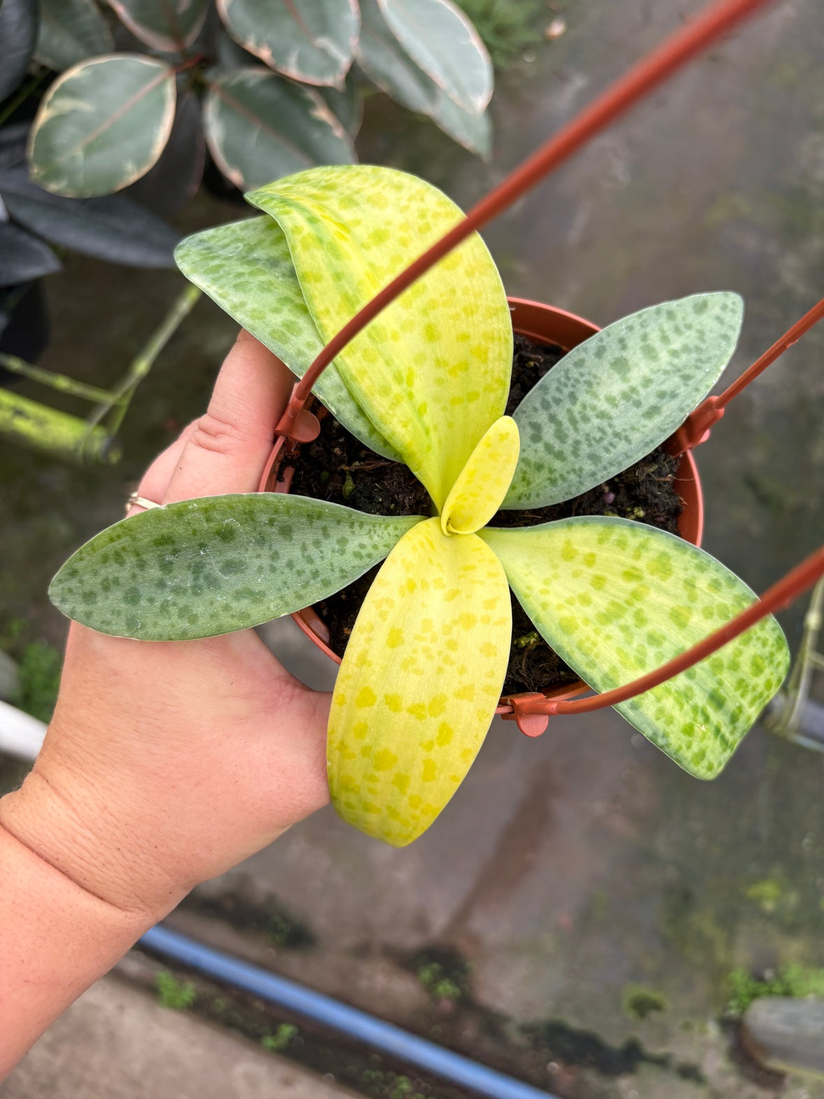 Leopard Lily aka Ledebouria socialis aka Silver Squill