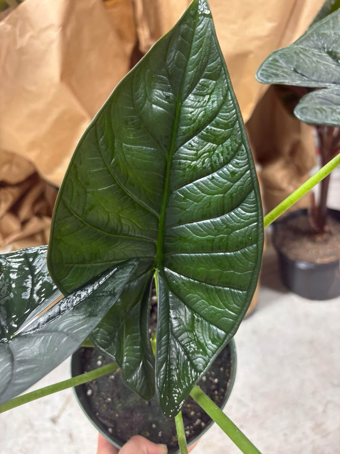 Alocasia Dragon Wing (Dragon Scale crossed with Scalprum)