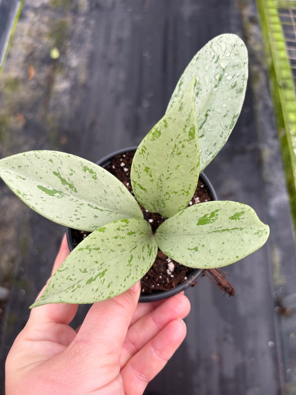 Hoya Pubicalyx Pink Ghost