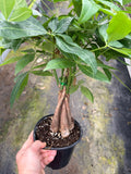 Braided Money Tree (Pachira aquatica)