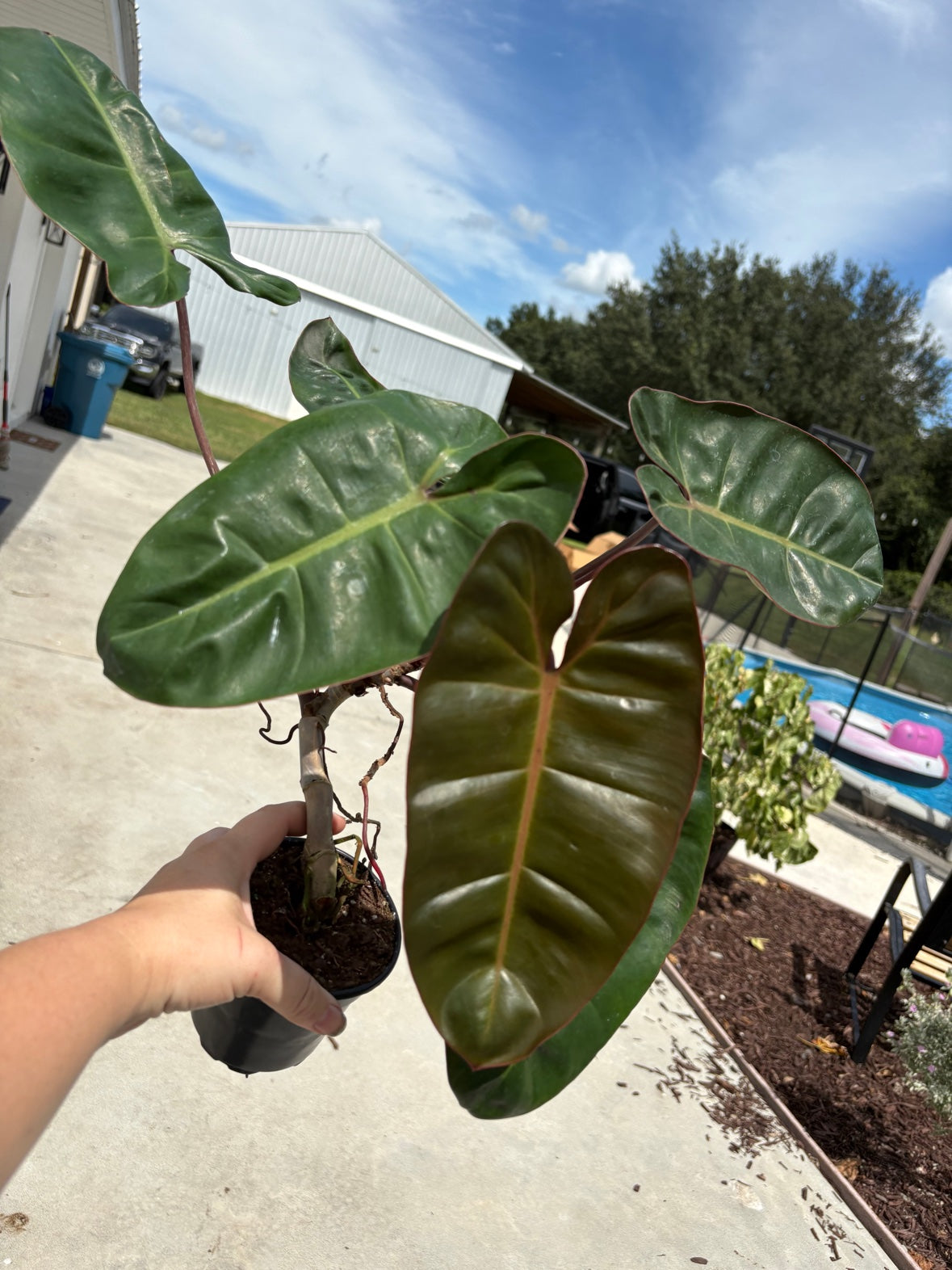 Pink Princess Cross Billietiae Philodendron