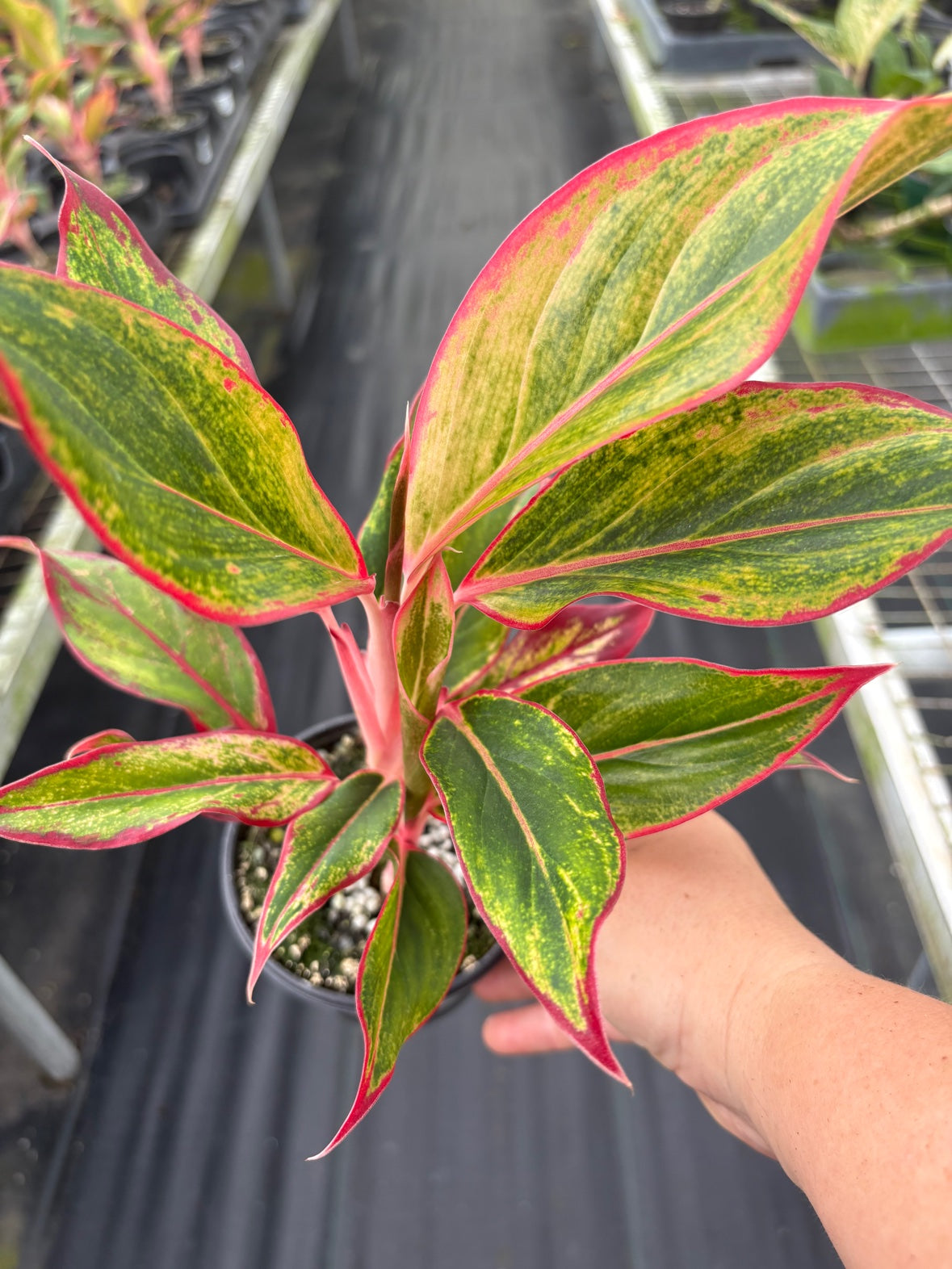 Aurora Siam Aglaonema