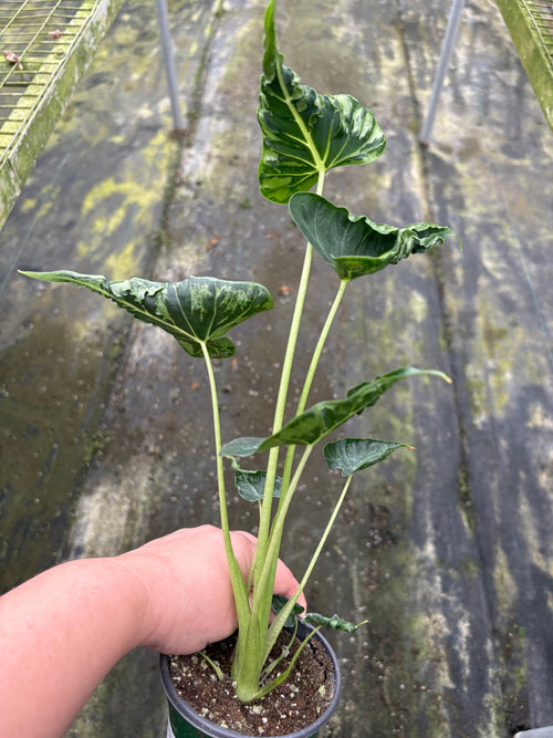 Alocasia Frydek Tattoo