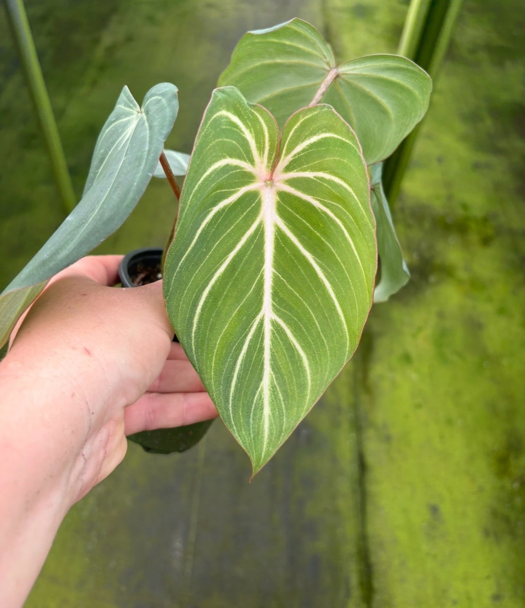 Philodendron Gloriosum