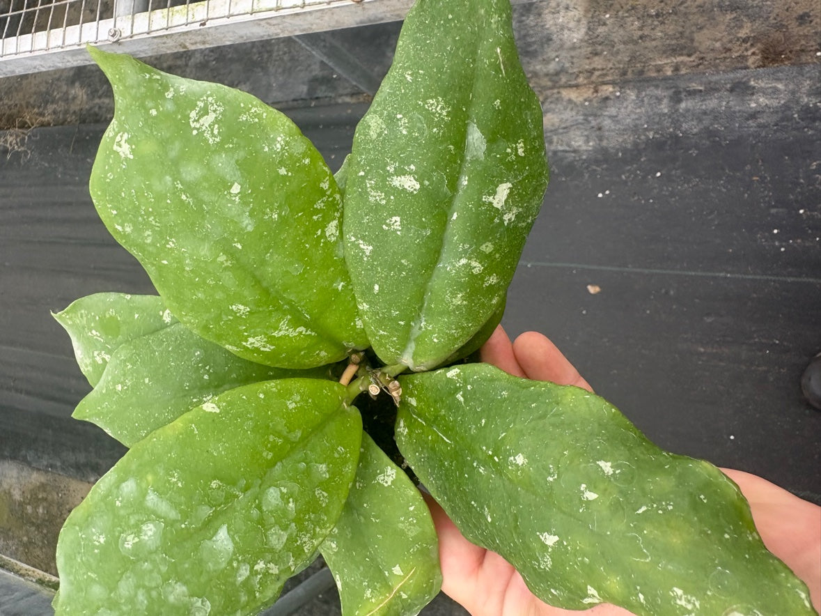 Hoya Mitrata Splash