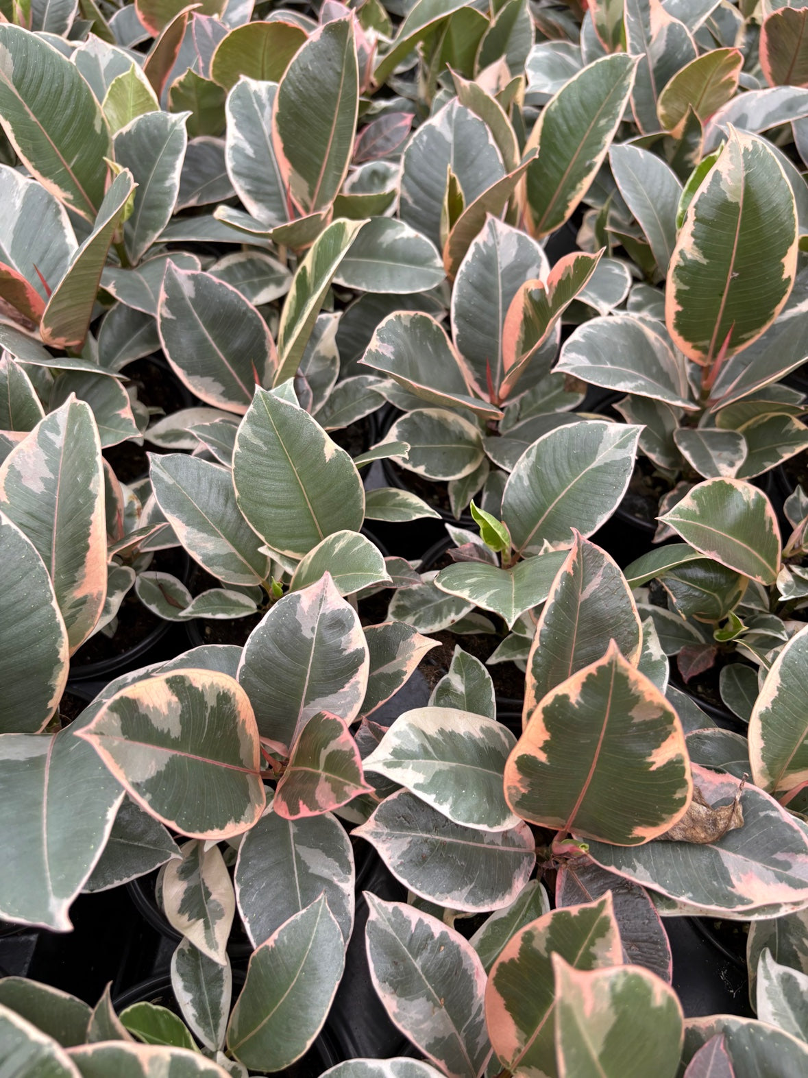 Ficus Ruby