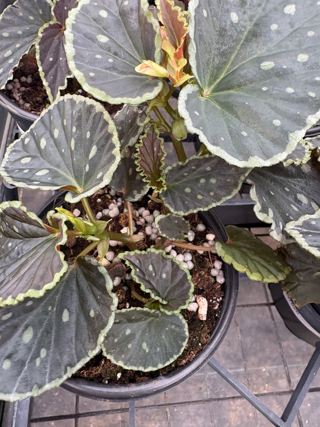 Begonia Darth Vader Green Spots