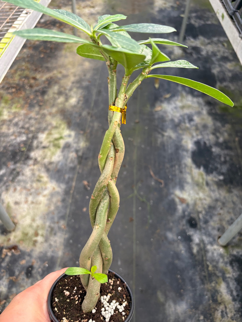 Braided Desert Rose