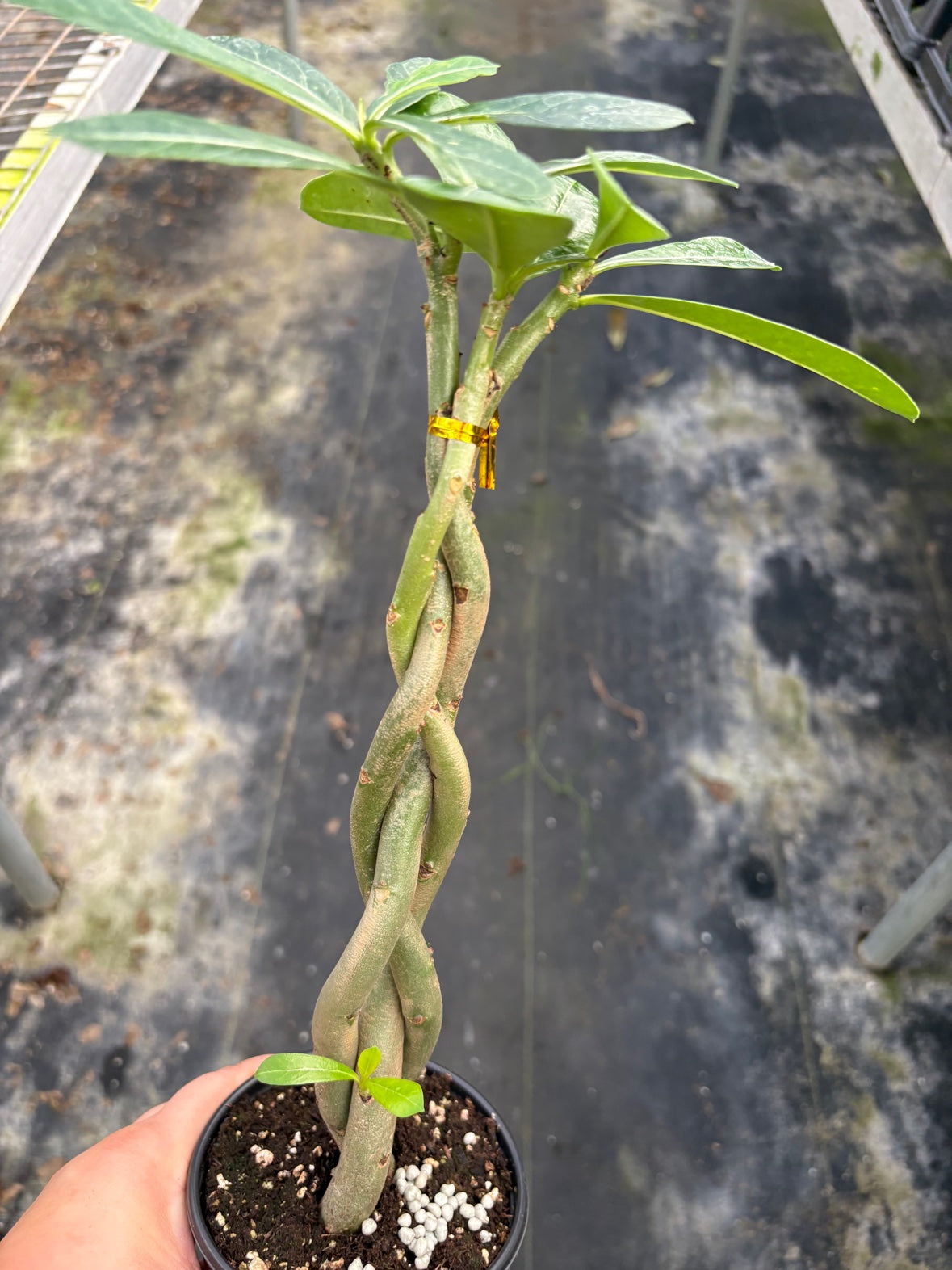 Braided Desert Rose