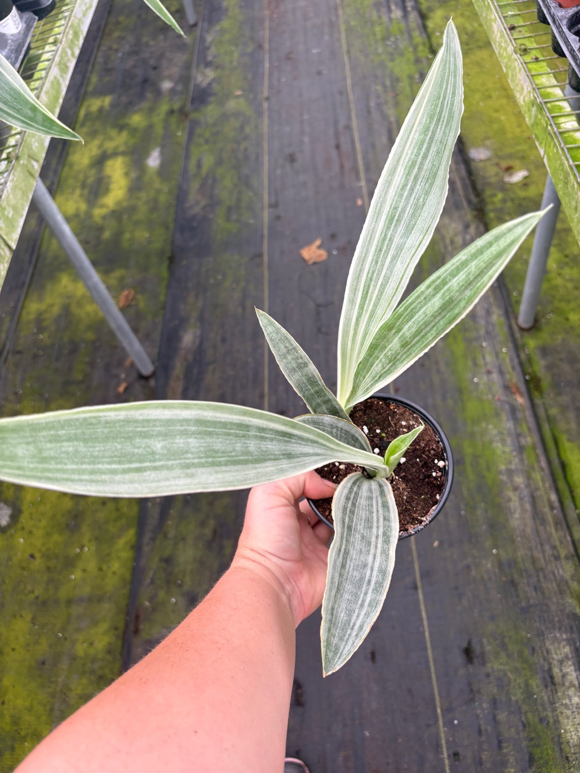 Sansevieria Sayuri