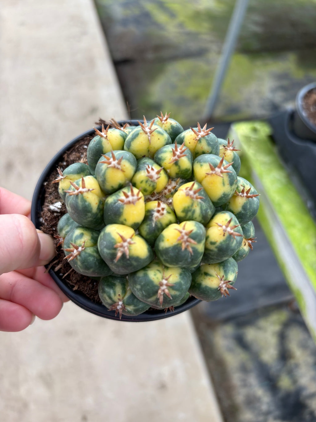 Variegated Beehive Cactus