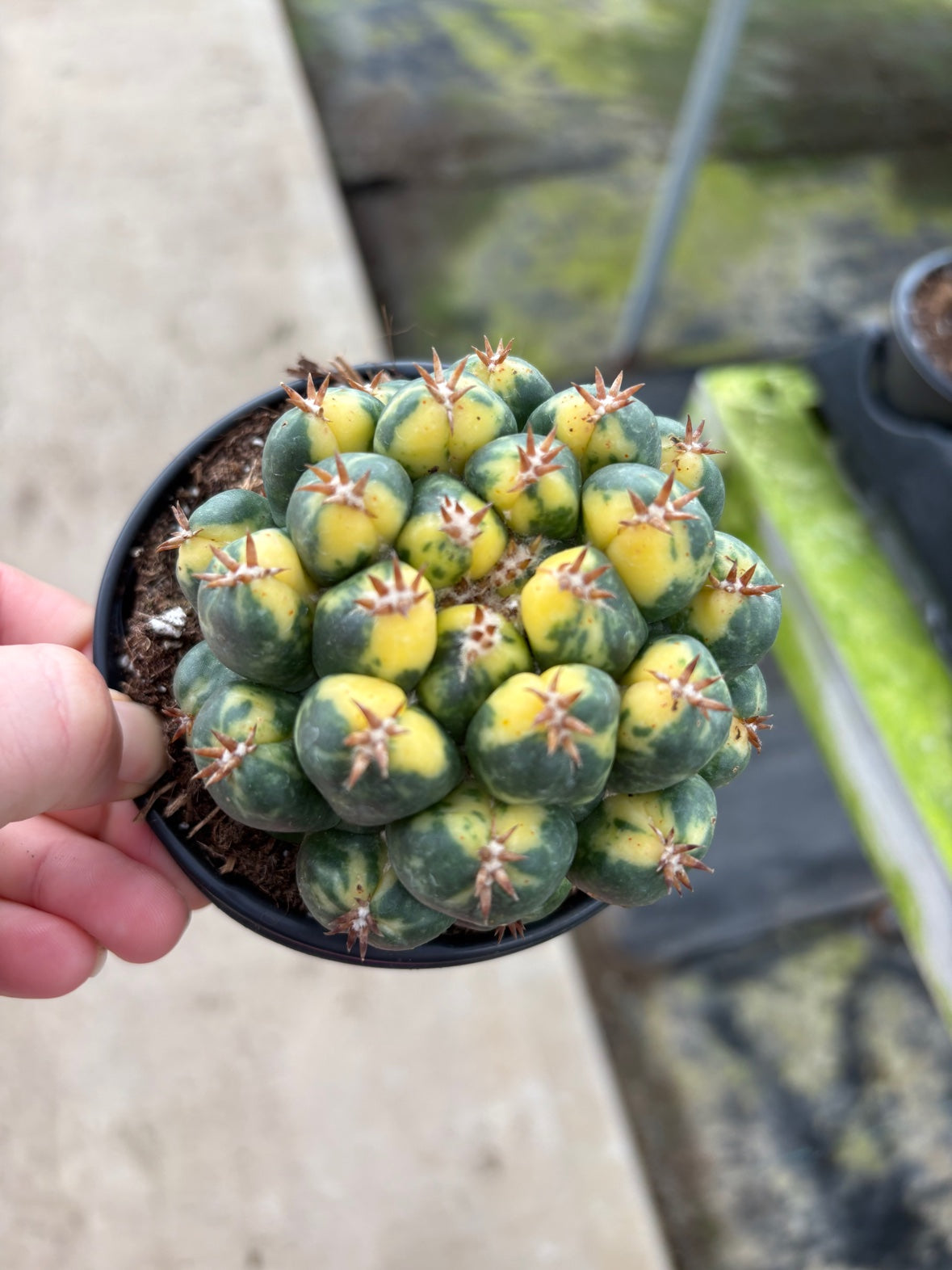 Variegated Beehive Cactus