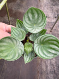 Watermelon Peperomia