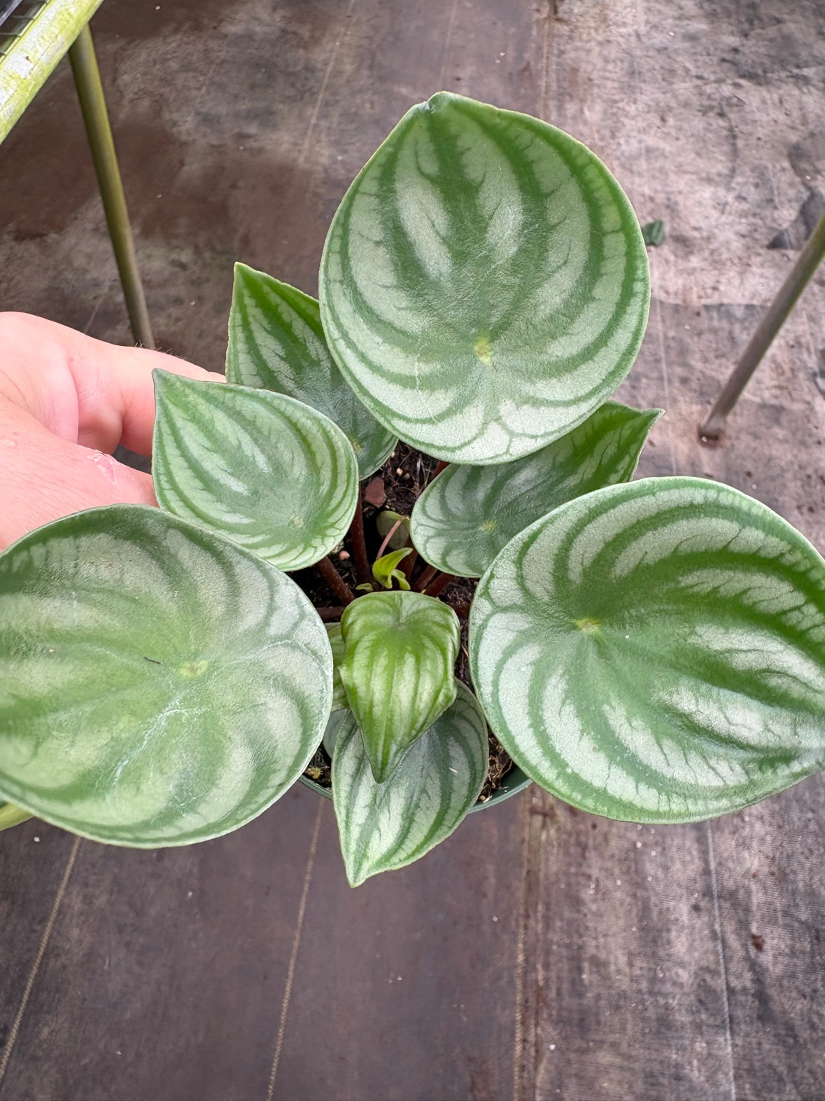 Watermelon Peperomia
