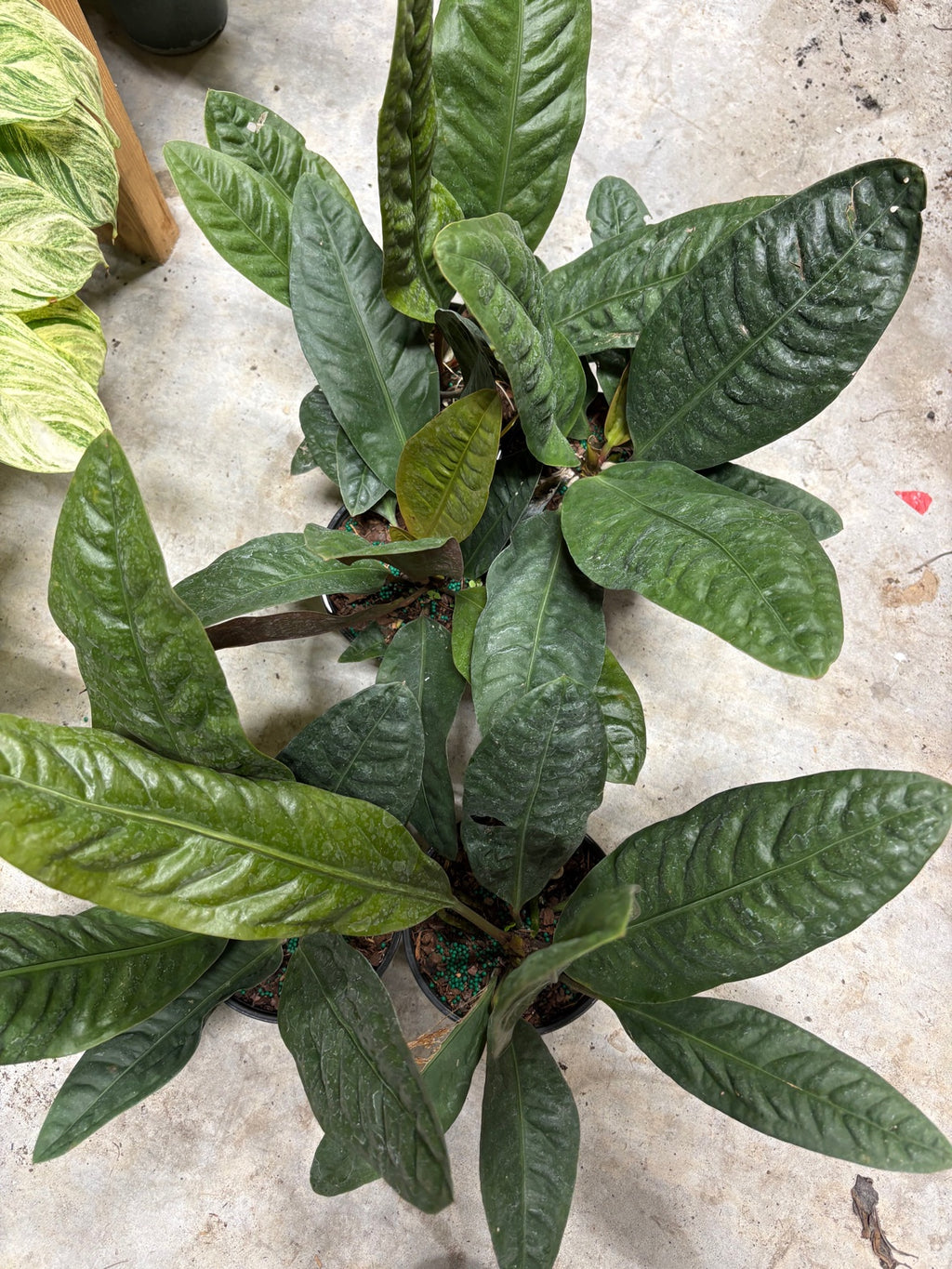 Anthurium Superbum