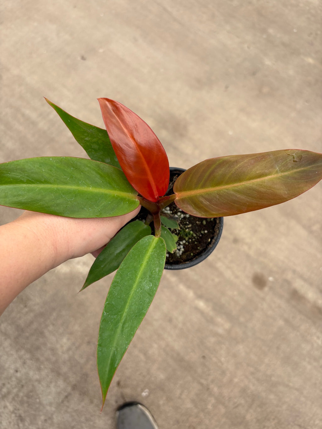 Red Sun Philodendron