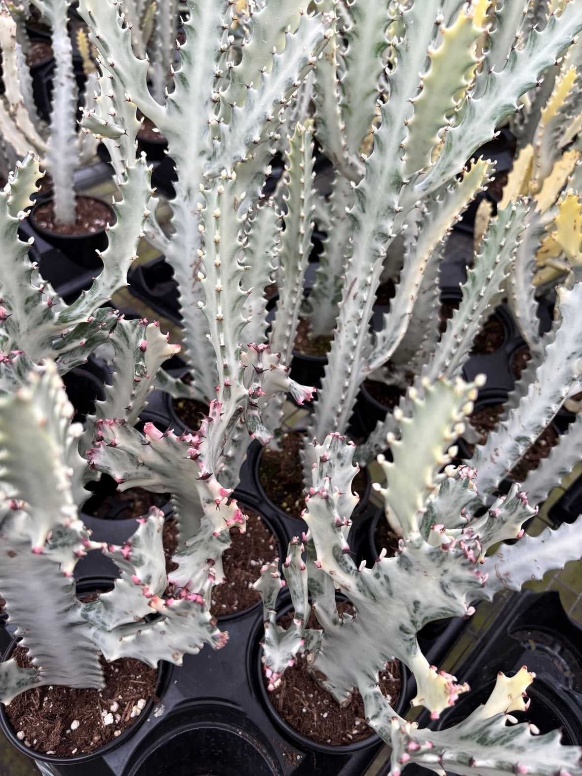 Dragon Bone Ghost Cactus