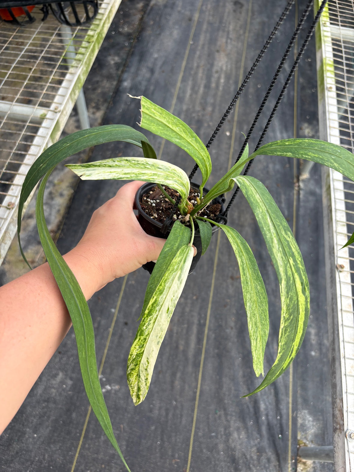 Anthurium Vittariifolium Variegated