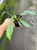 Philodendron Joepii