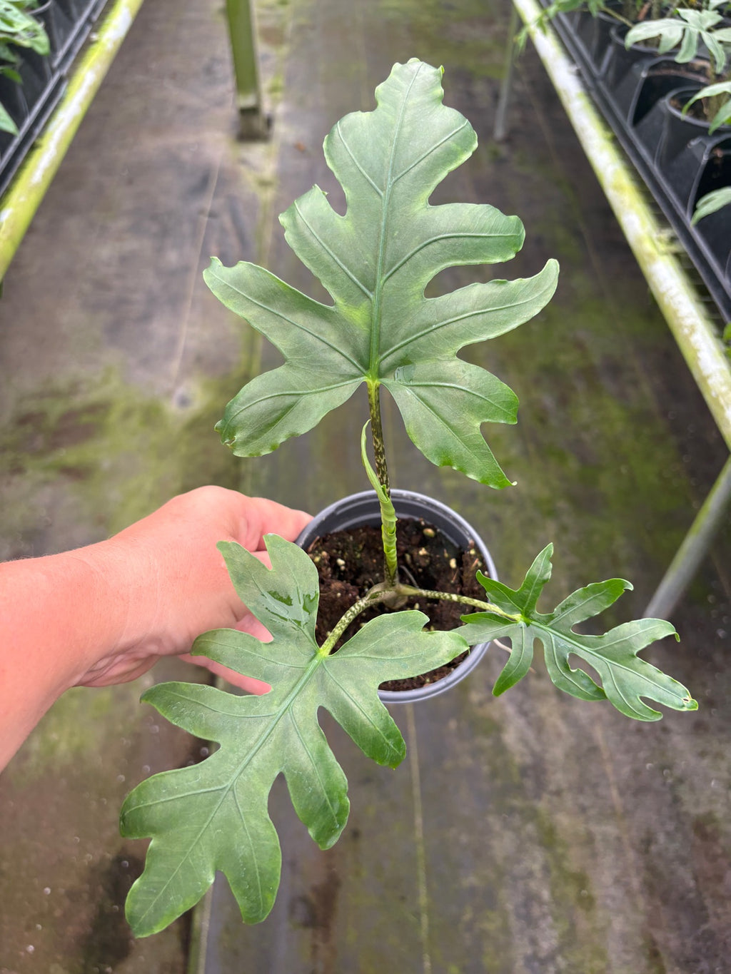 Alocasia Brancifolia