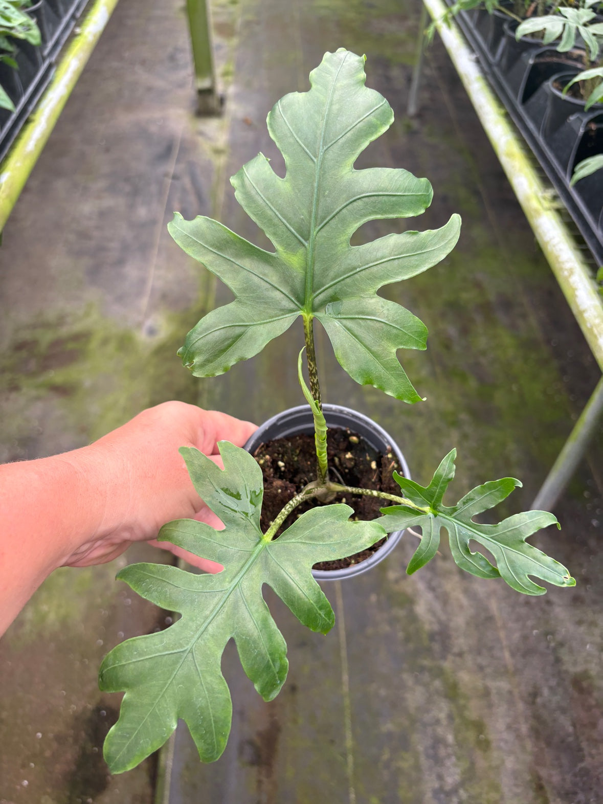 Alocasia Brancifolia