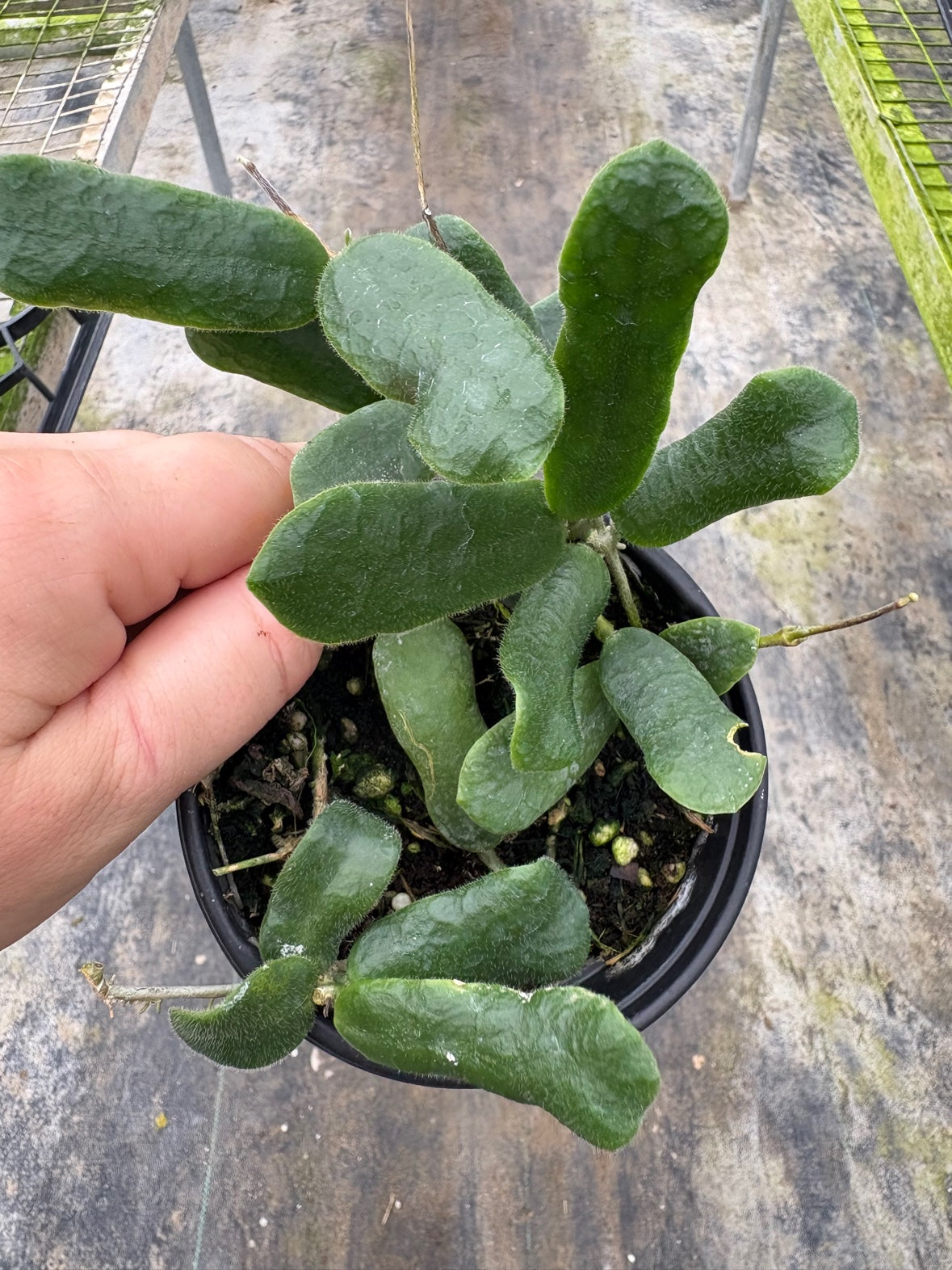 Hoya Roundiflora