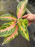 Aglaonema Pink Panama