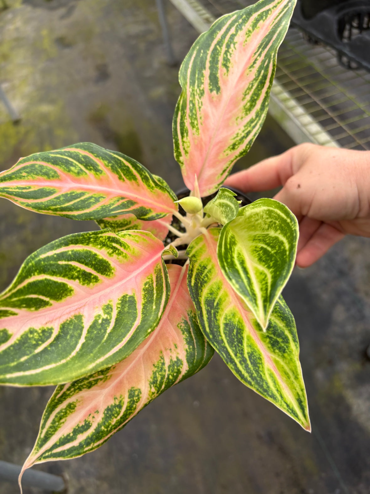 Aglaonema Pink Panama