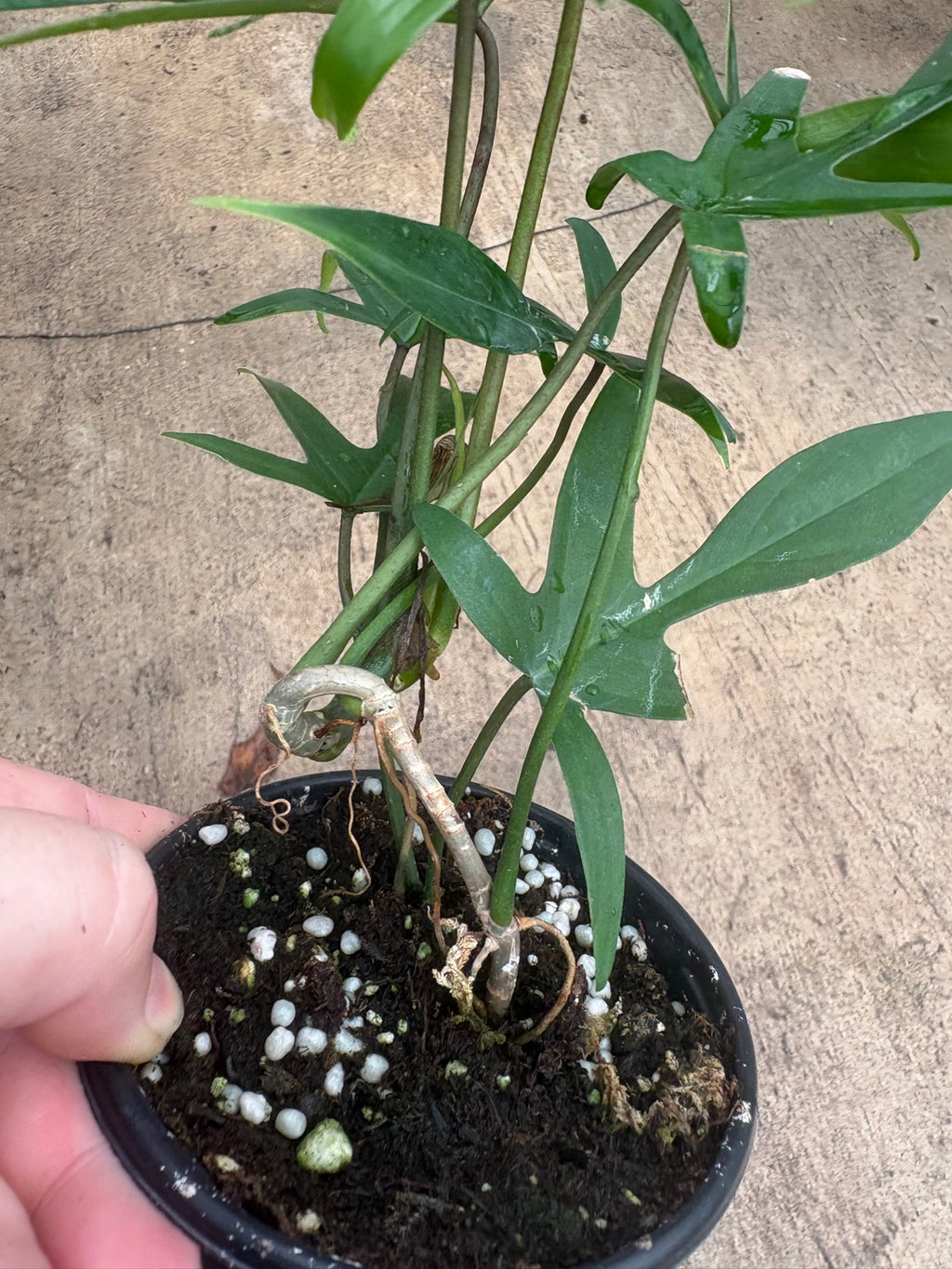 Philodendron Florida Beauty × Polypodioides