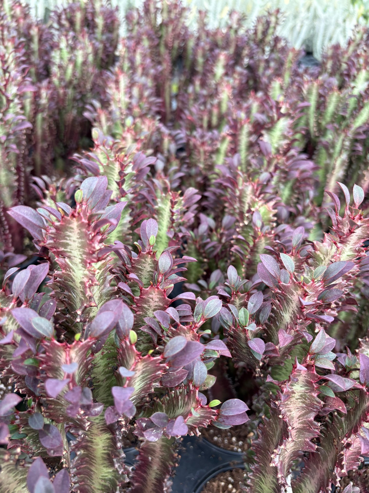 Euphorbia Red Cluster